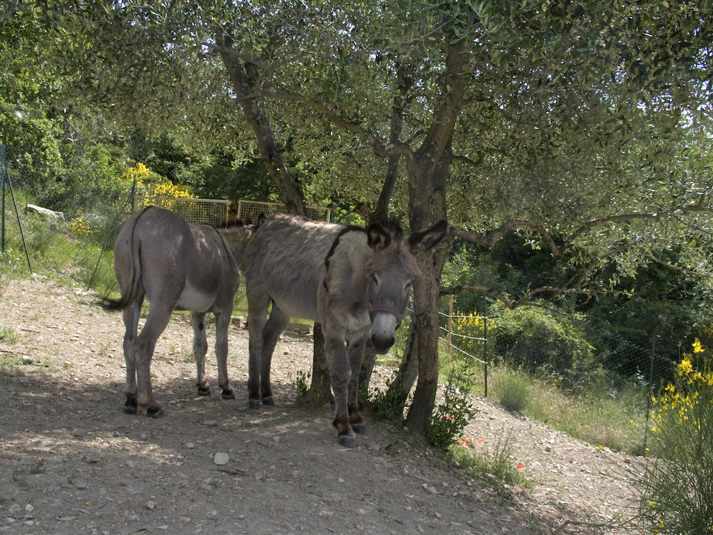Casignano Bed & Breakfast Bagno A Ripoli Bagian luar foto